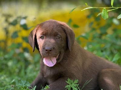 Les chiots de Labrador Retriever