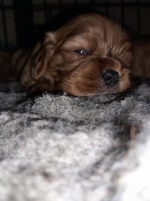 Les chiots de Cavalier King Charles Spaniel