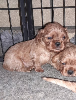 Les chiots de Cavalier King Charles Spaniel