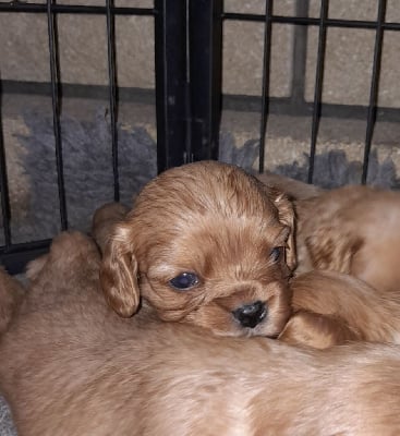 Les chiots de Cavalier King Charles Spaniel