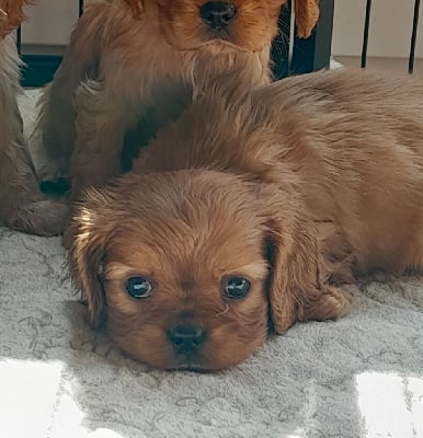 Les chiots de Cavalier King Charles Spaniel