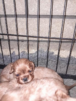 Les chiots de Cavalier King Charles Spaniel