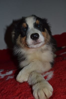 Les chiots de Berger Australien