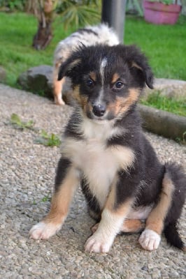 Les chiots de Berger Australien