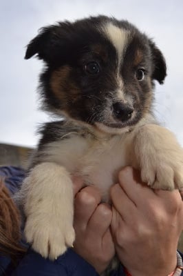 Les chiots de Berger Australien