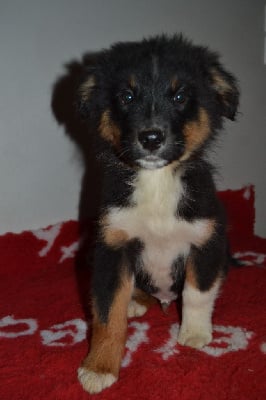 Les chiots de Berger Australien