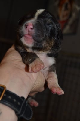 Les chiots de Berger Australien