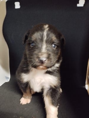 Les chiots de Berger Australien