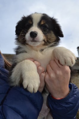 Les chiots de Berger Australien