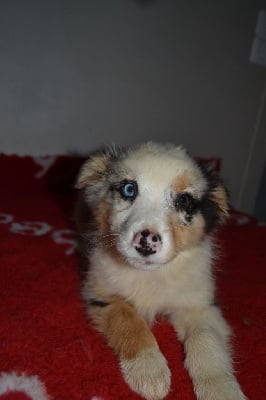 Les chiots de Berger Australien