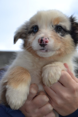 Les chiots de Berger Australien