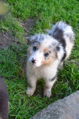 Les chiots de Berger Australien