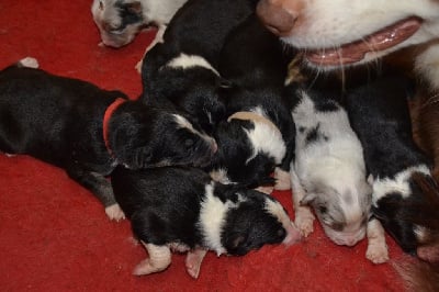 Les chiots de Berger Australien