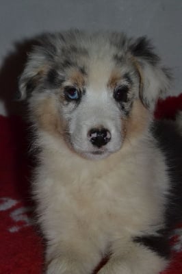 Les chiots de Berger Australien