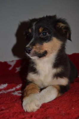 Les chiots de Berger Australien