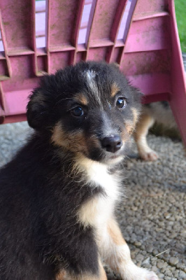 Les chiots de Berger Australien