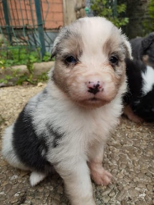 Les chiots de Berger Australien