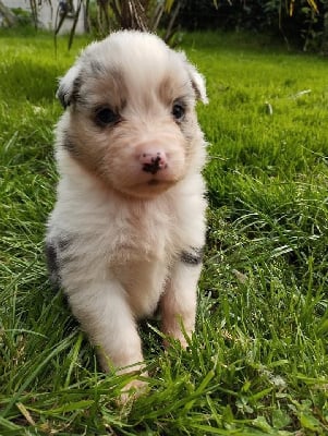 Les chiots de Berger Australien