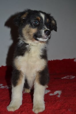 Les chiots de Berger Australien