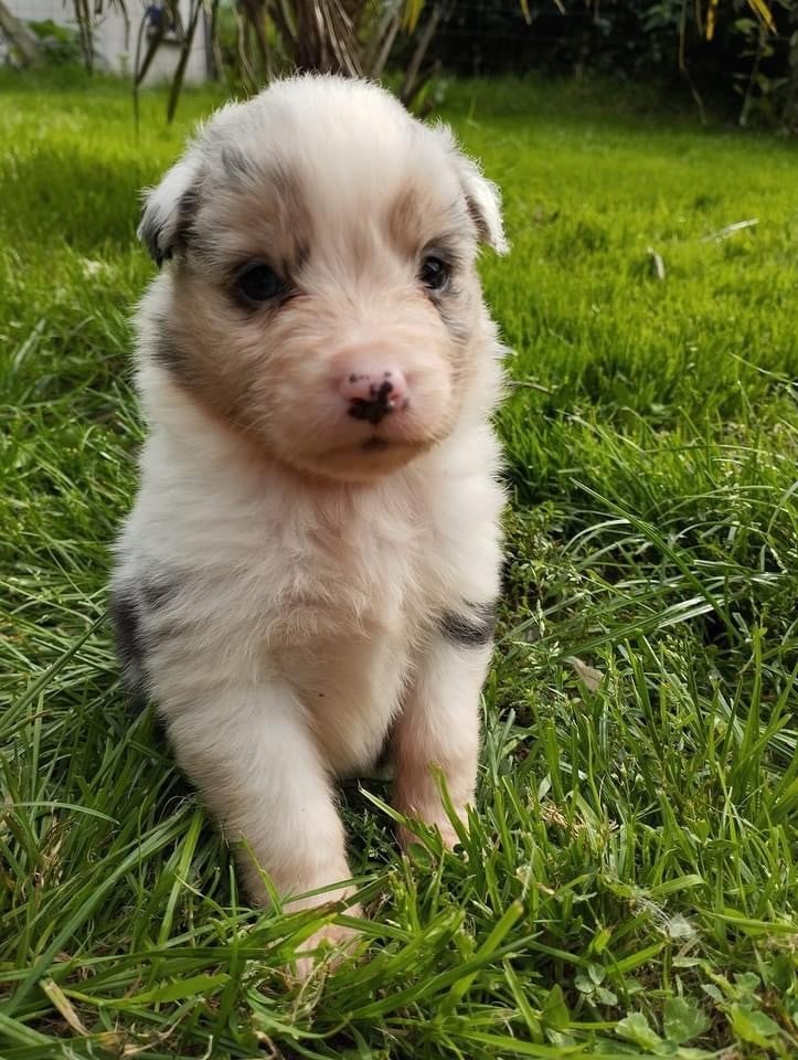 bleue merle - Berger Australien