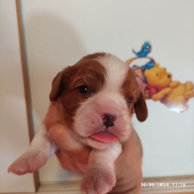 Les chiots de Cavalier King Charles Spaniel