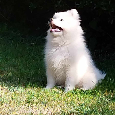 Les chiots de Spitz japonais