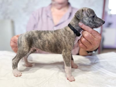 Les chiots de Whippet