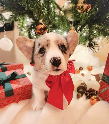 Welsh Corgi Cardigan