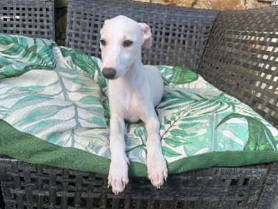 Les chiots de Whippet