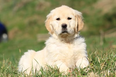 Les chiots de Golden Retriever