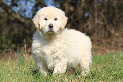 Les chiots de Golden Retriever