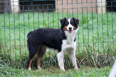 Les chiots de Berger Australien