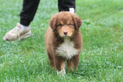 Les chiots de Berger Australien