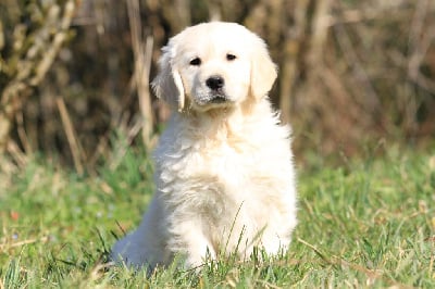 Mâle (collier jaune) - Golden Retriever