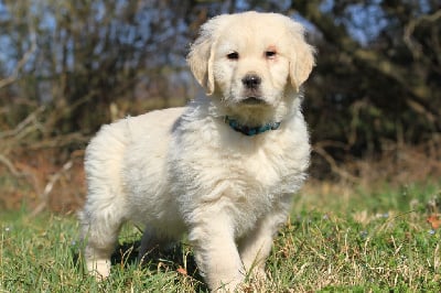 Les chiots de Golden Retriever