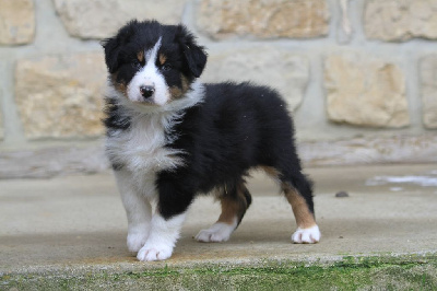 Les chiots de Berger Australien