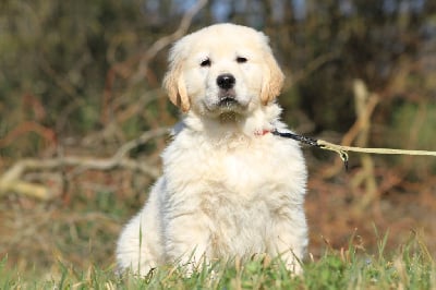 Les chiots de Golden Retriever