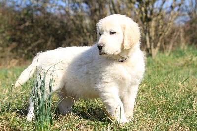 Mâle (collier noir) - Golden Retriever