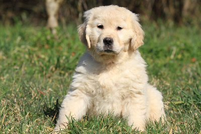 Les chiots de Golden Retriever