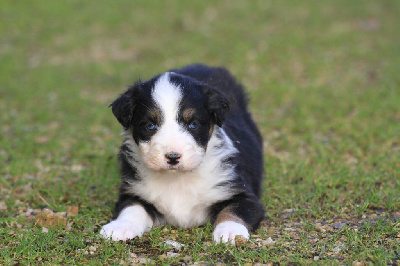 Les chiots de Berger Australien