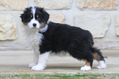 Les chiots de Berger Australien