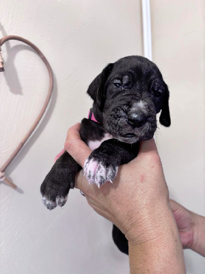 Les chiots de Dogue allemand