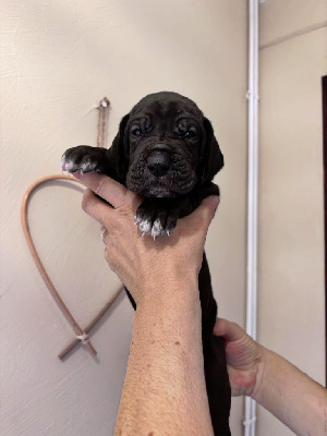 Les chiots de Dogue allemand