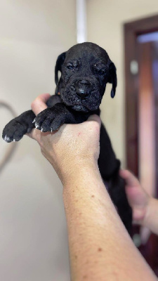 Les chiots de Dogue allemand