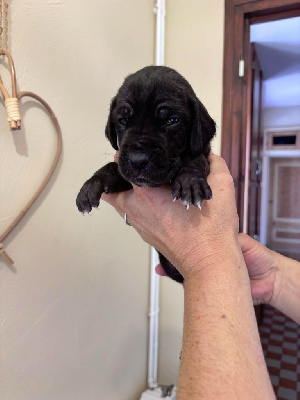 Les chiots de Dogue allemand