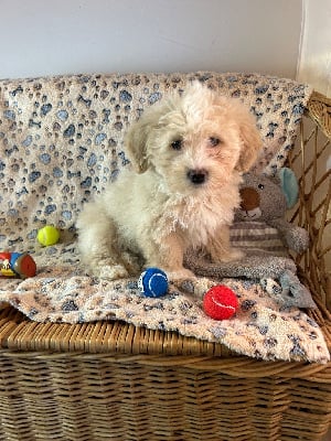 Les chiots de Bichon Havanais