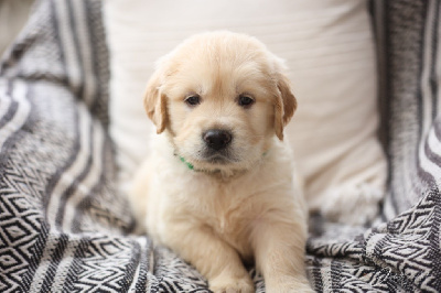 Les chiots de Golden Retriever