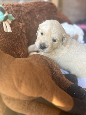 Les chiots de Golden Retriever