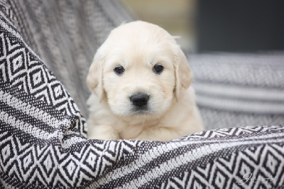 Les chiots de Golden Retriever