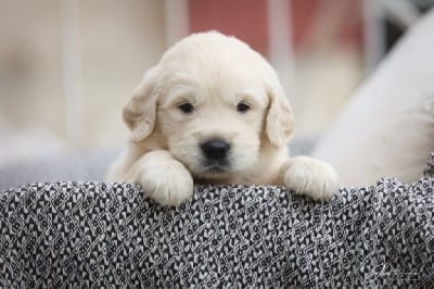 Les chiots de Golden Retriever